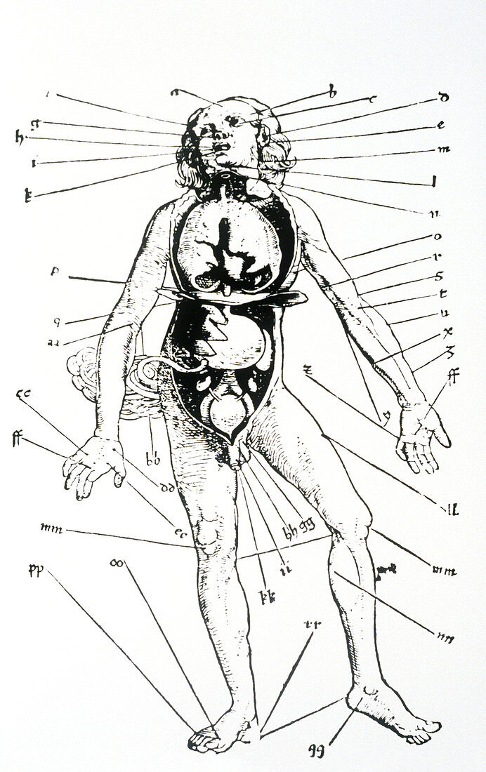 16th century woodcut showing bloodletting points