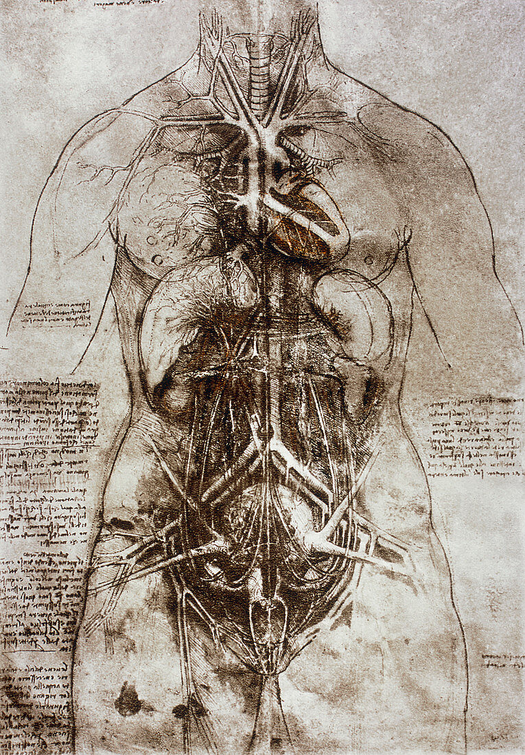 Female anatomy