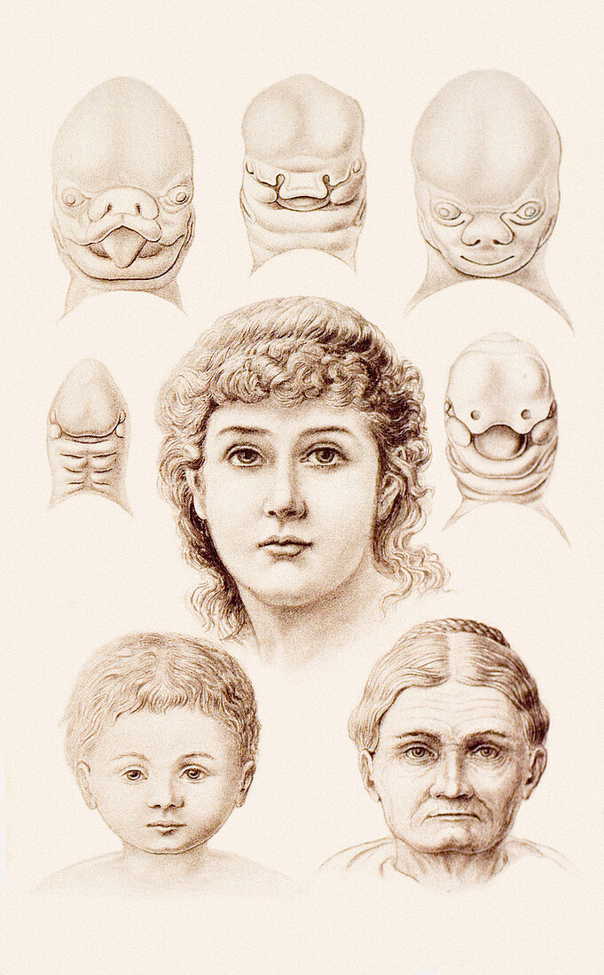 Development of the human face,1891