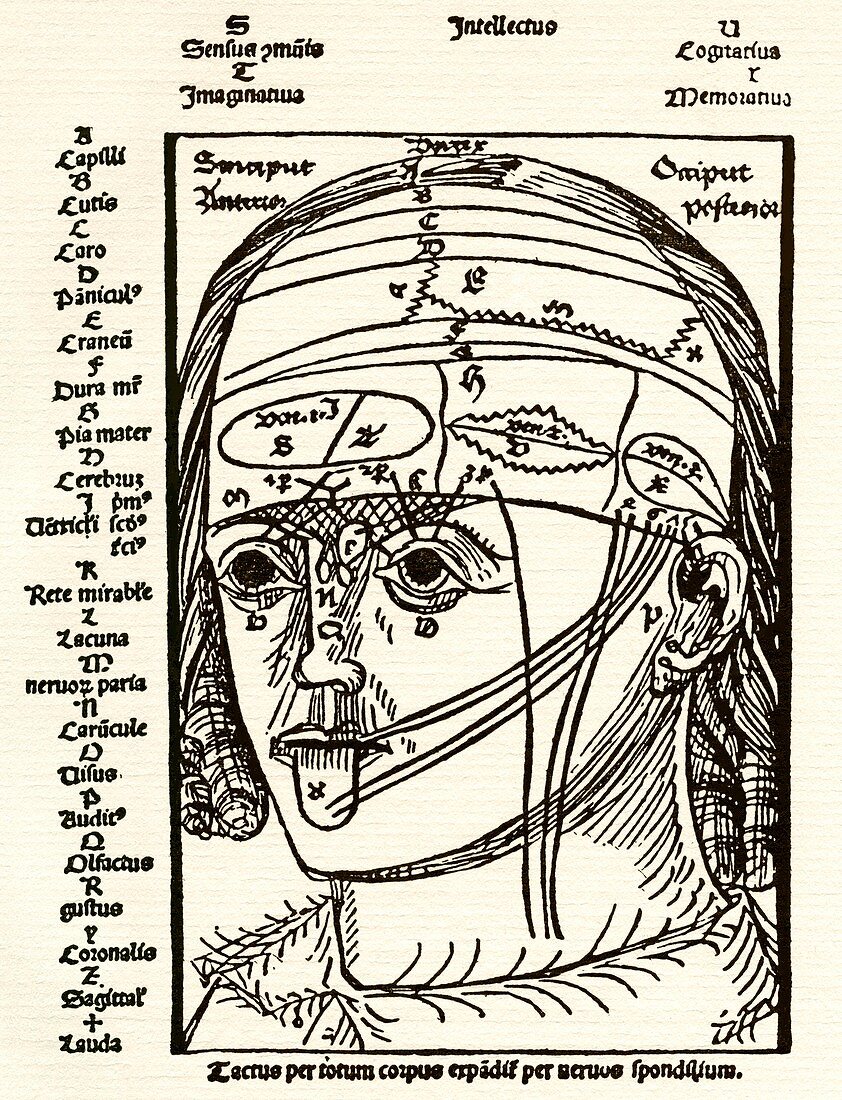 Brain anatomy,16th century diagram