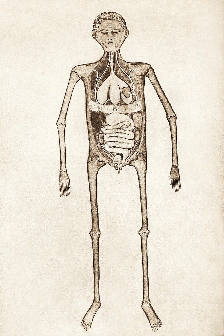 Internal anatomy,14th century artwork