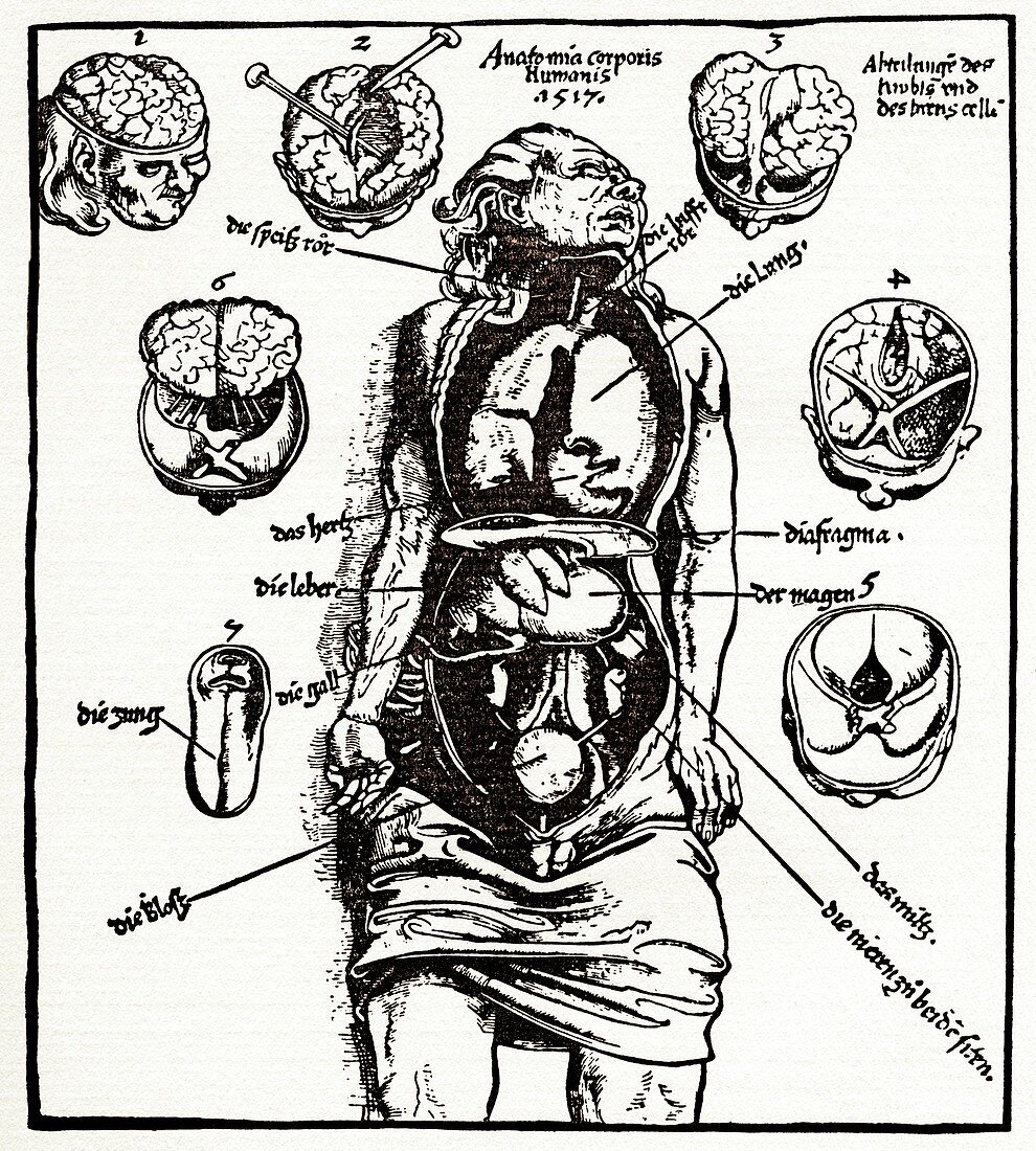Internal anatomy,16th century diagram