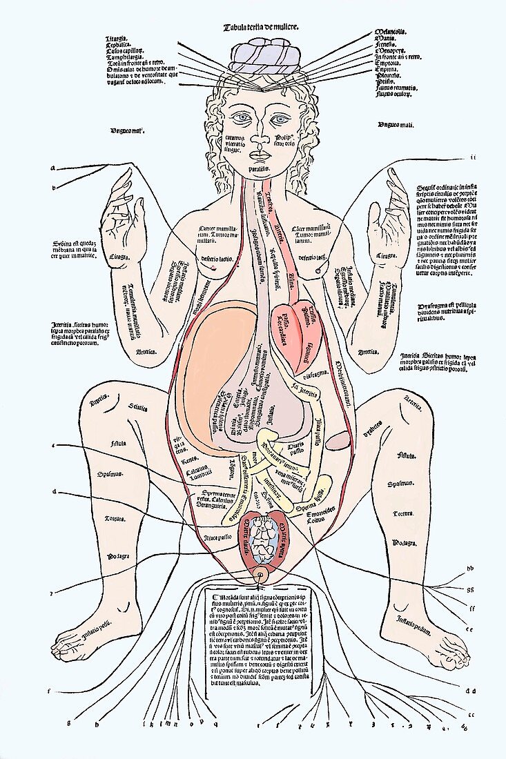 Pregnancy anatomy,15th century artwork