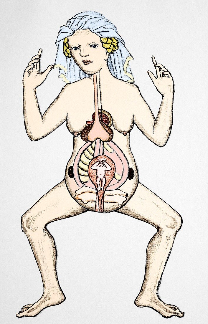 Pregnancy anatomy,15th century artwork