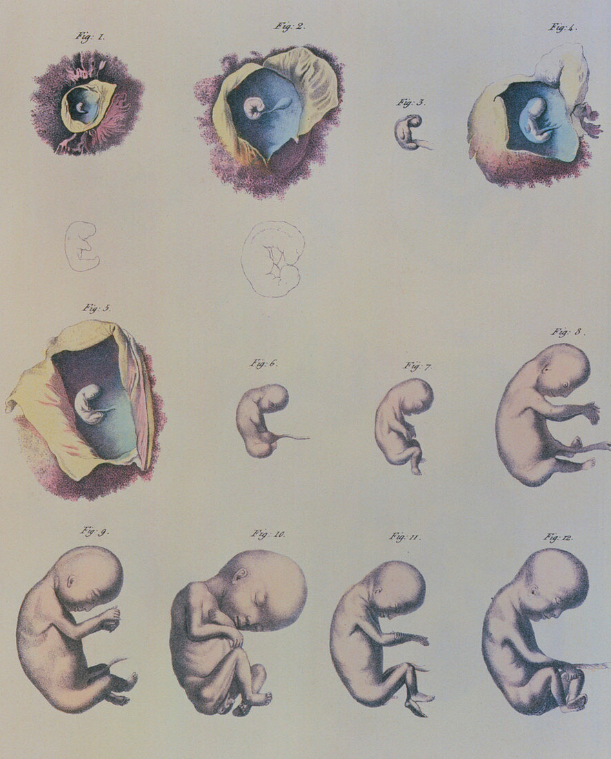 Artwork of a developing human embryo
