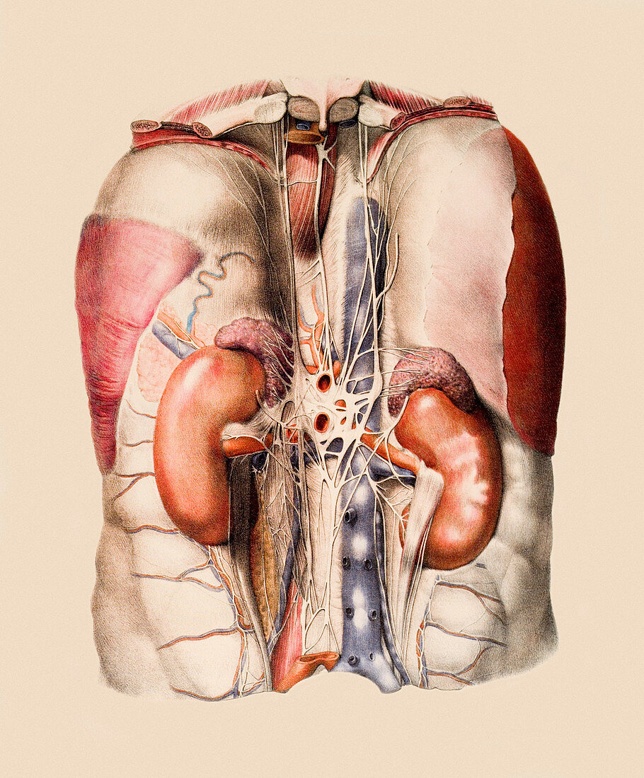 Kidneys,nerves and blood vessels