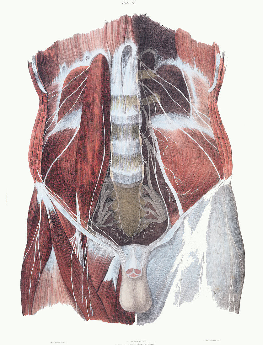 Abdominal spinal nerves