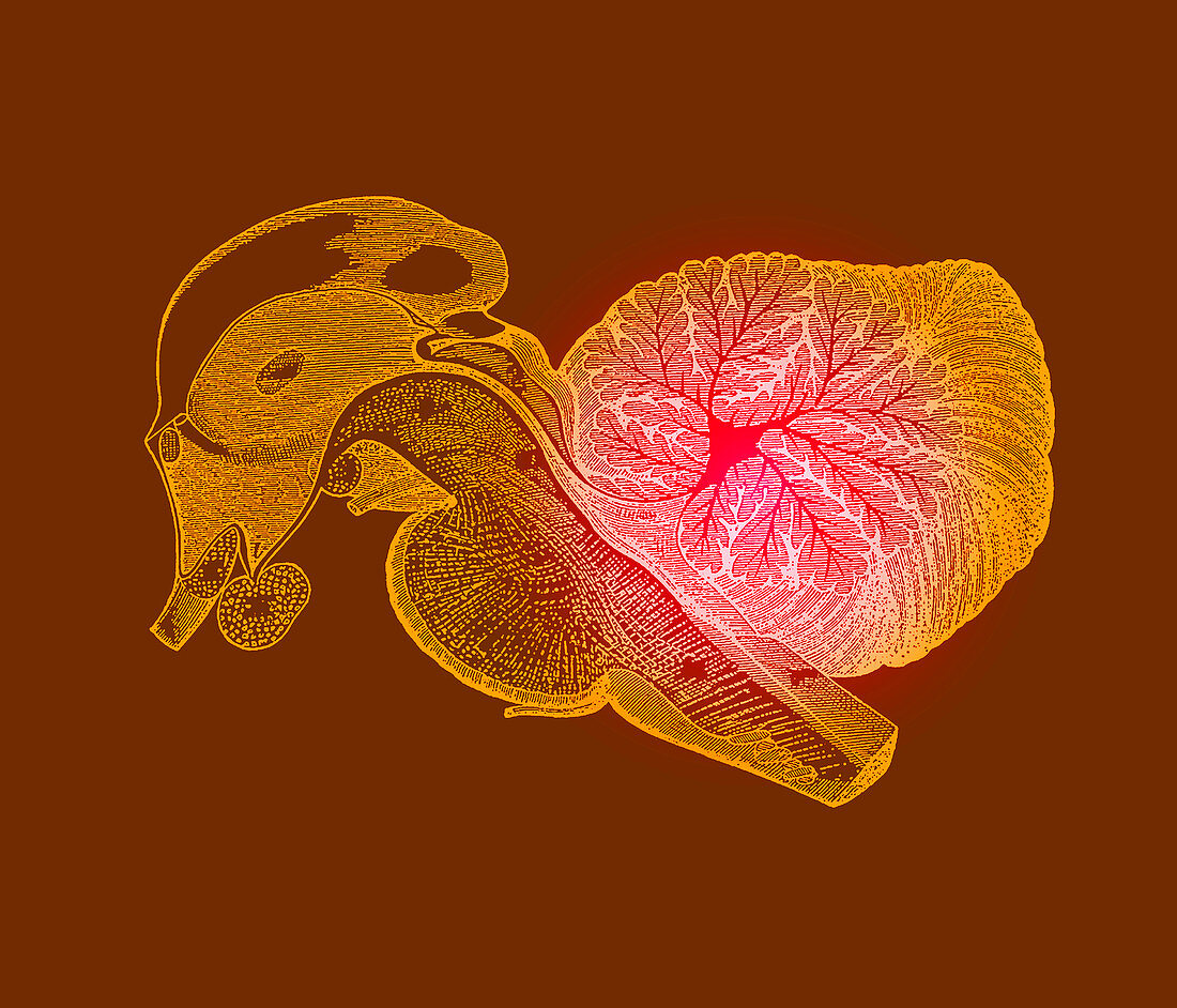 Brainstem and cerebellum