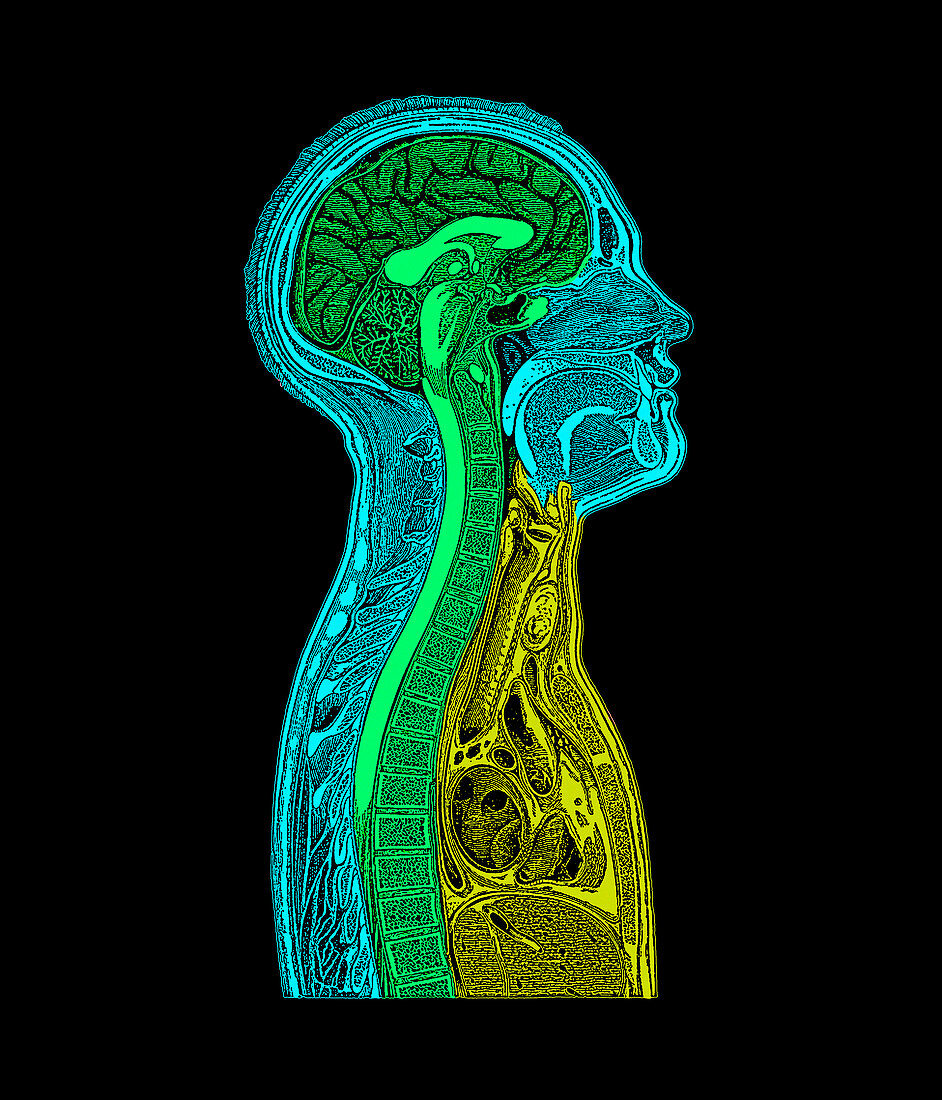 Head and chest anatomy