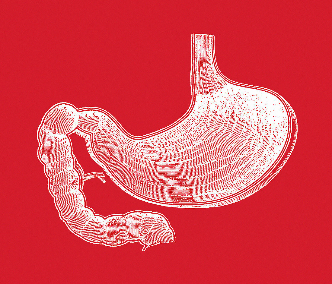 Stomach anatomy