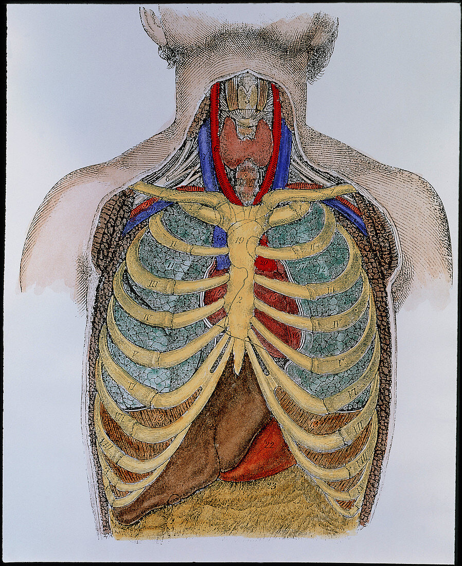 Historical artwork of organs in the human thorax