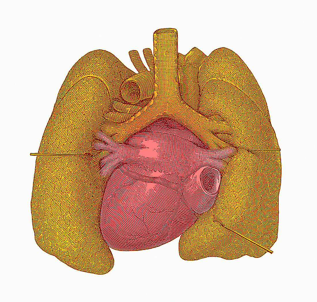 Heart and lungs