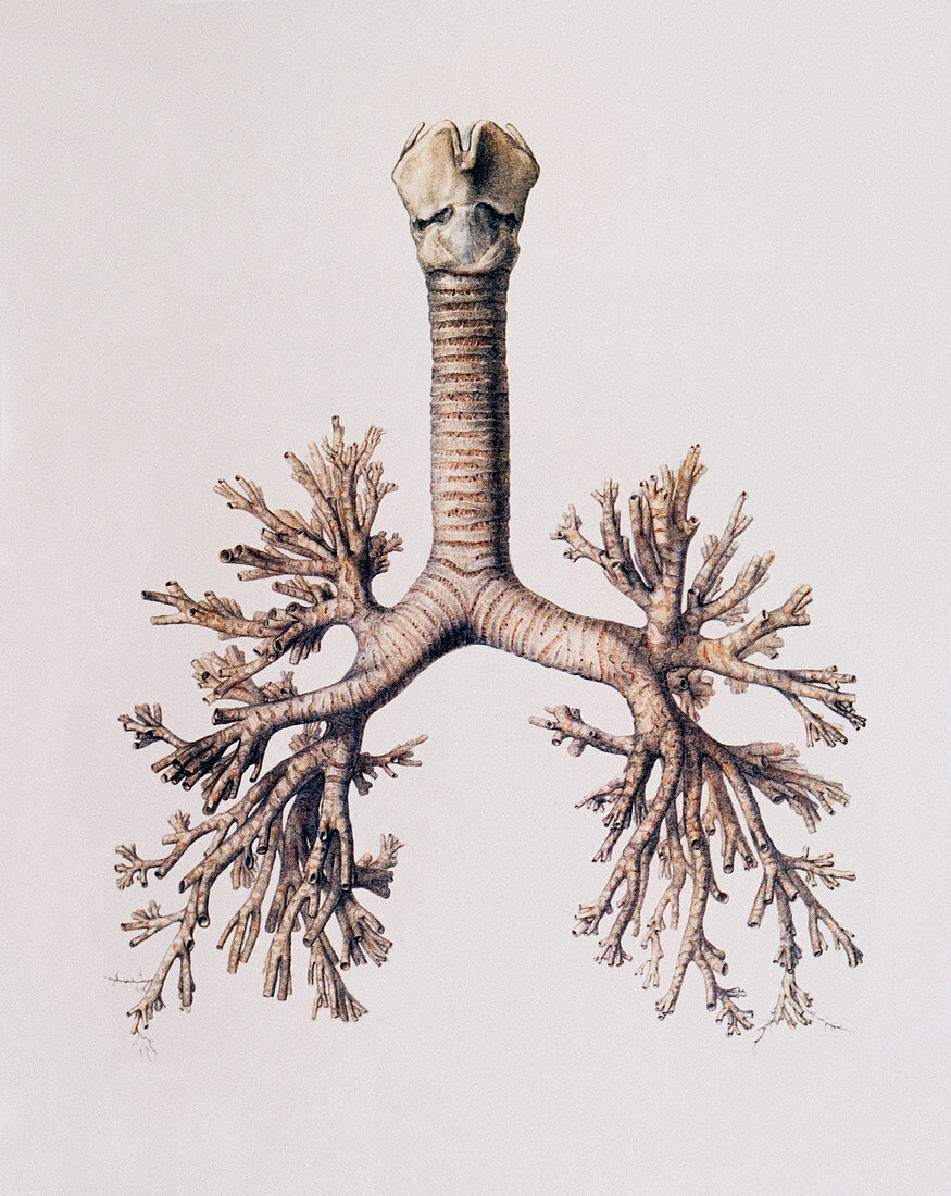 Trachea and lung bronchi