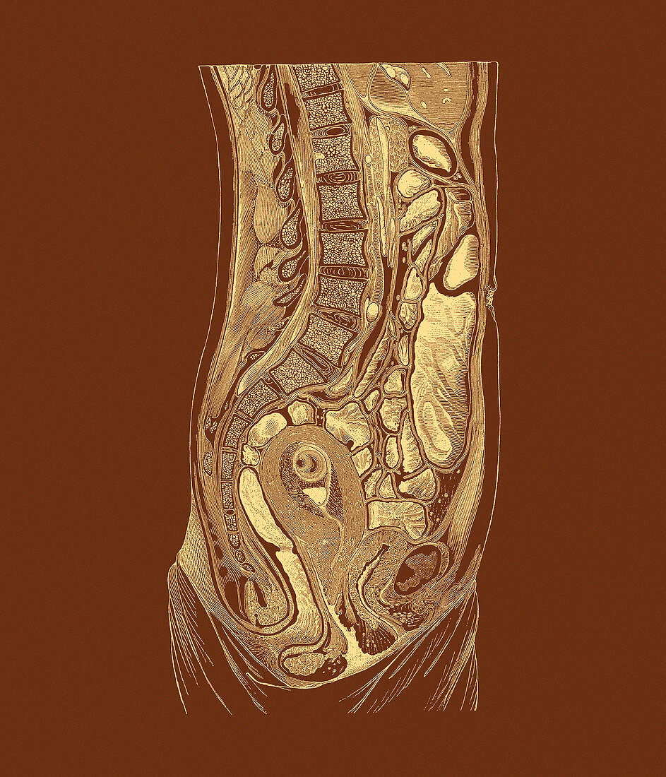 Female abdominal anatomy