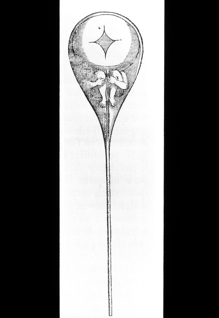 Drawing of homunculus after Hartsoeker 1694