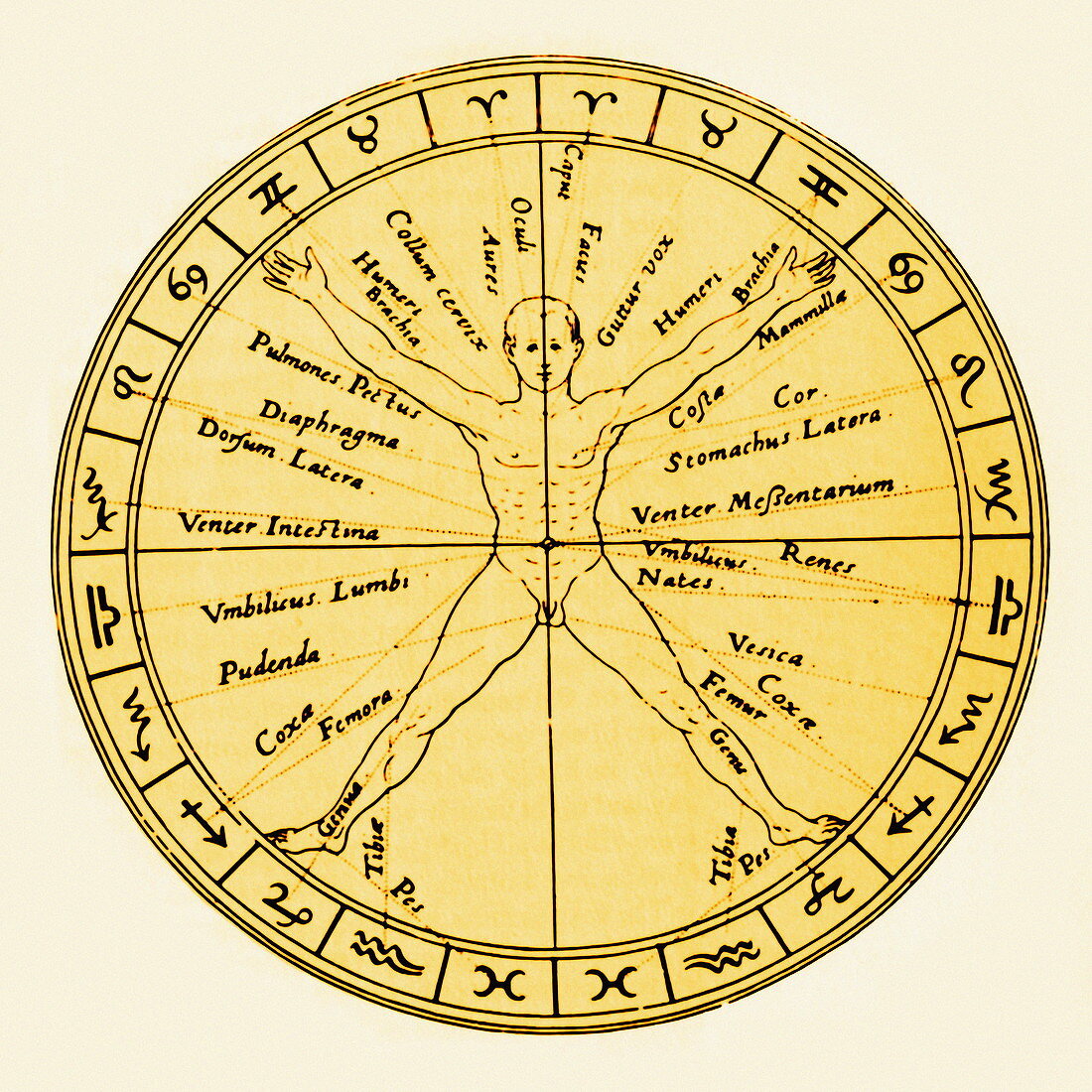 Astrological anatomy