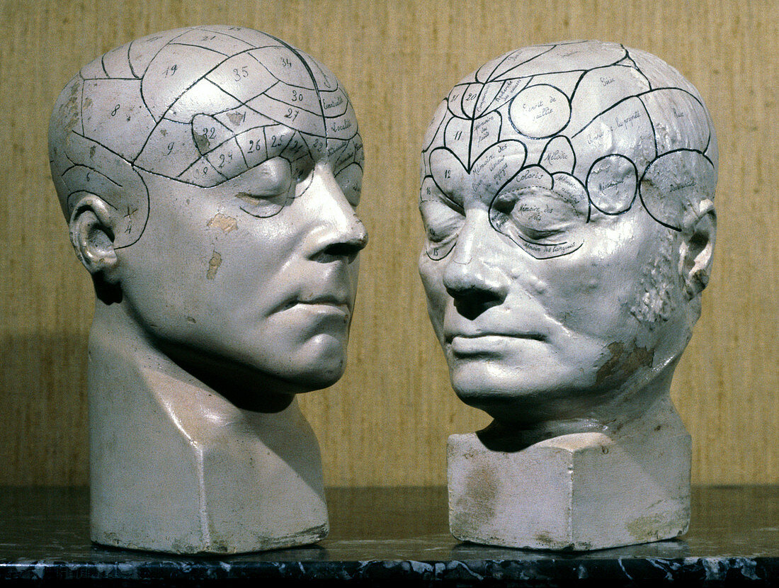 Jean Charcot's phrenological models