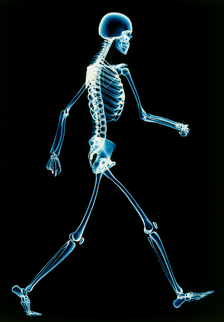 Human skeleton walking