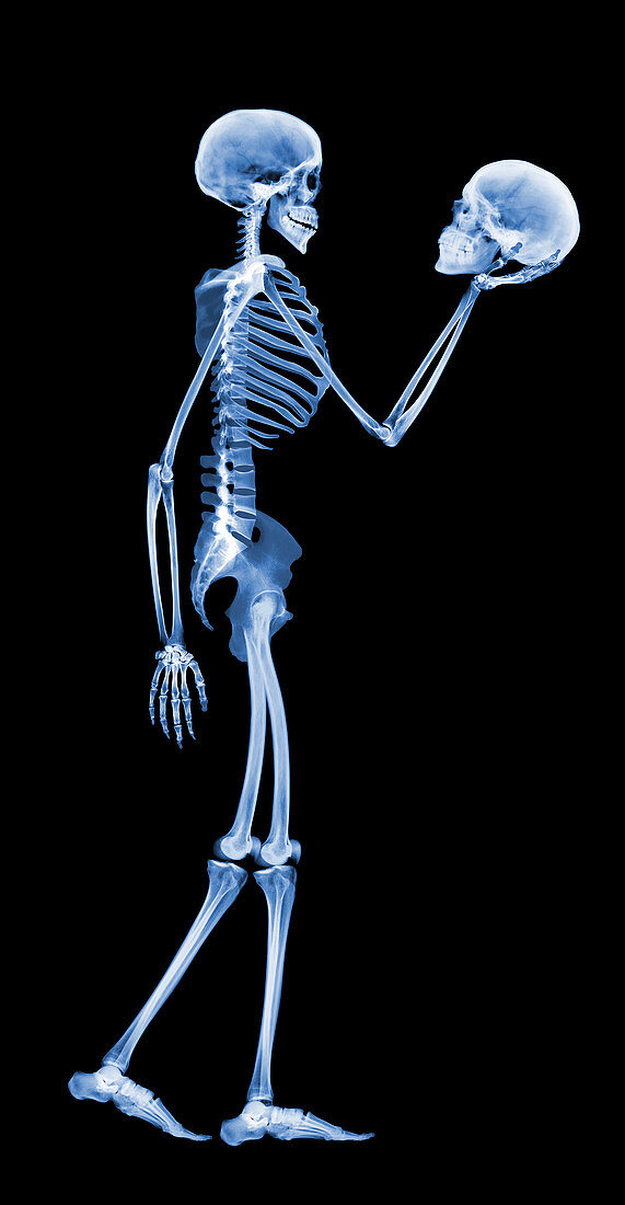 Skeleton holding a human skull