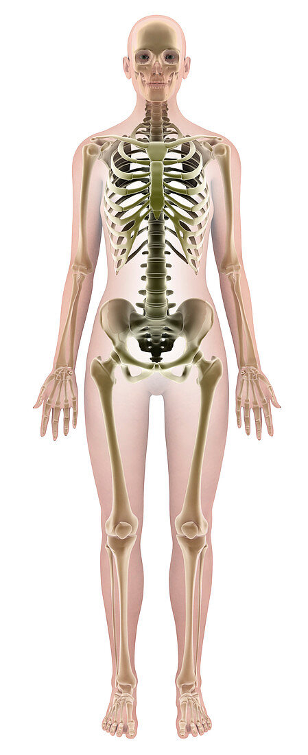 Female skeleton,computer artwork