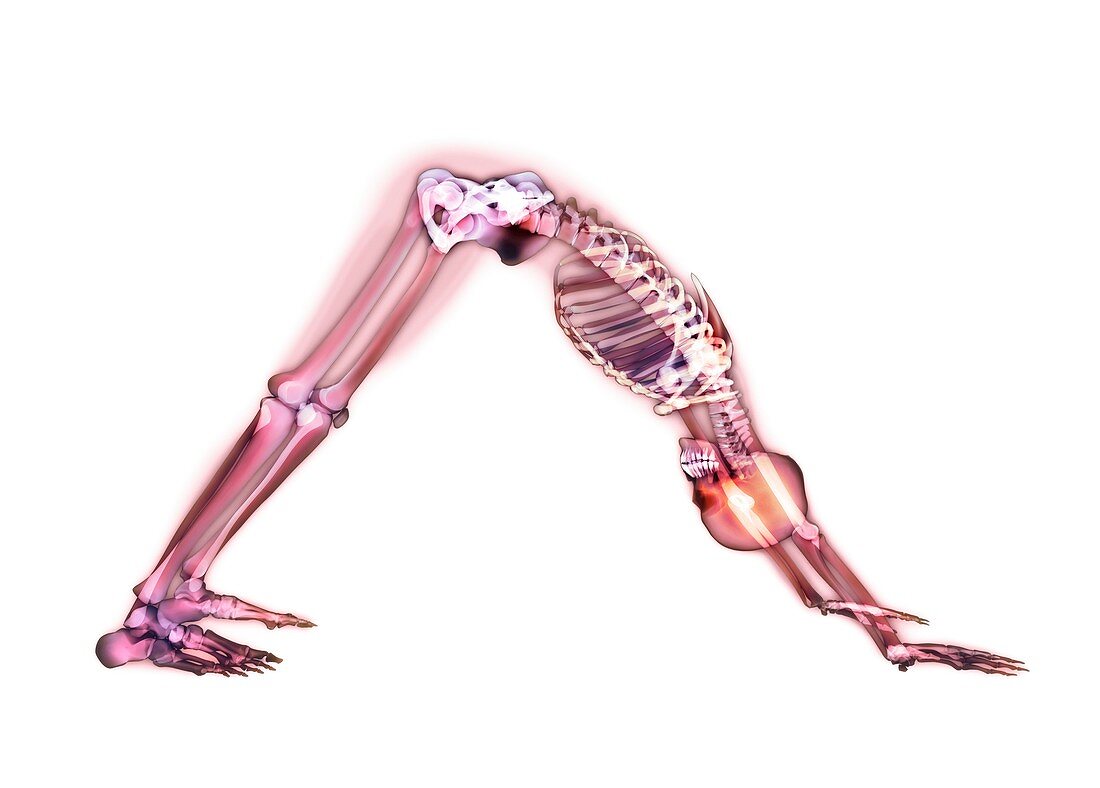 Yoga stretch,X-ray artwork