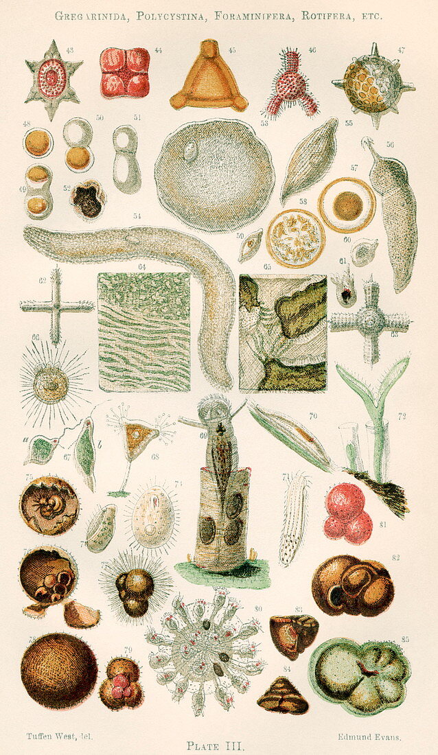 Protozoan microscopy,19th century