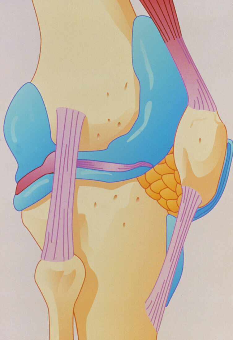 Artwork showing the structure of the knee joint
