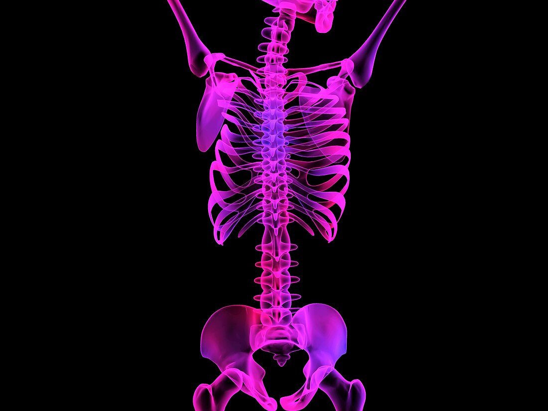 Upper body skeleton,computer artwork