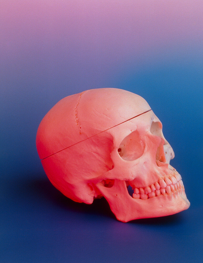 Human skull lit with a rosy pink light