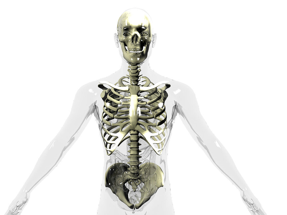 Upper body skeleton