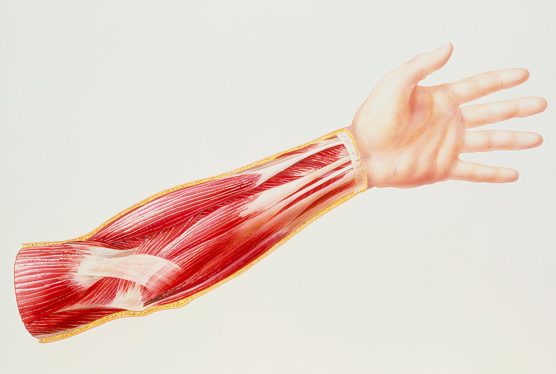 Artwork of superficial flexor muscles of forearm