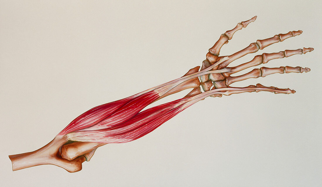 Artwork of the dorsal muscles of the lower arm