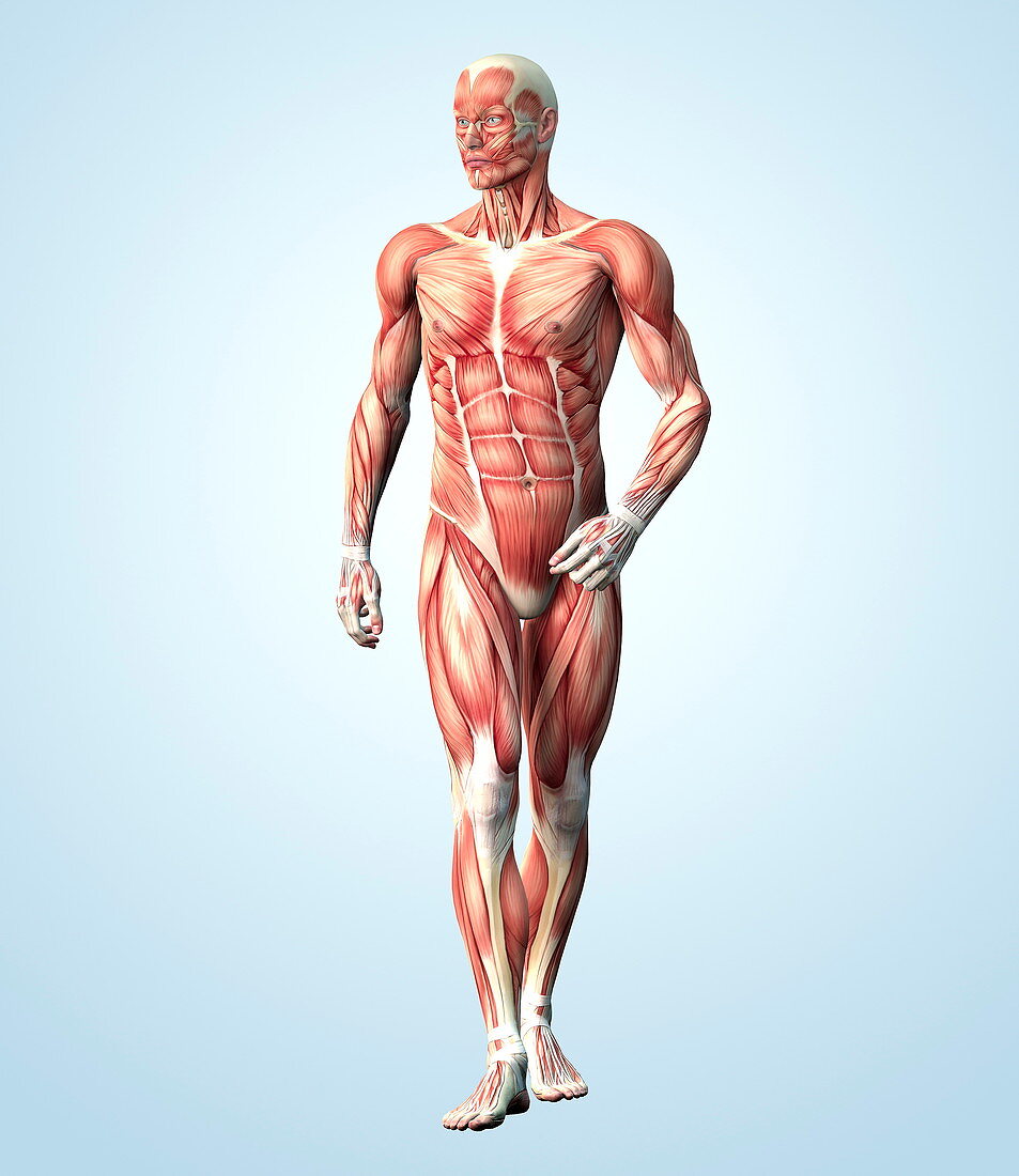 Muscular system