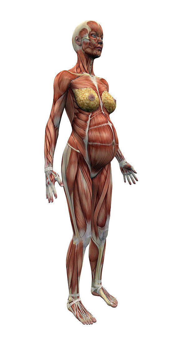 Musculature of a pregnant woman
