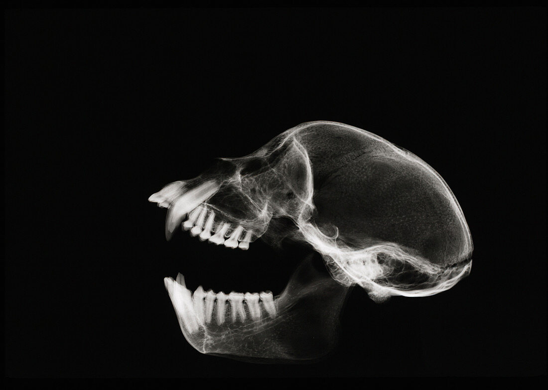 Monkey skull,X-ray
