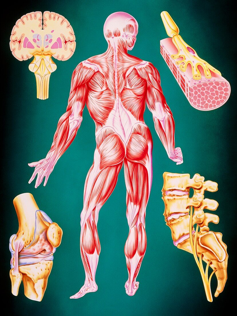 Illustration of human muscle and movement systems