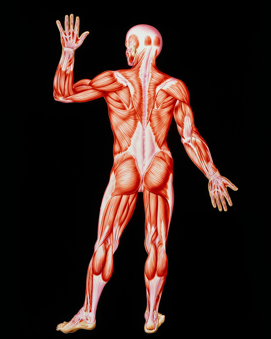 Human skeletal muscles,artwork