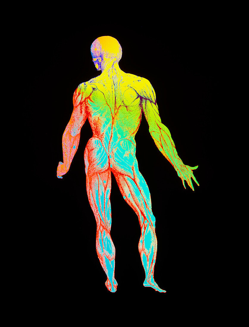 Enhanced Vesalius drawing showing muscular system