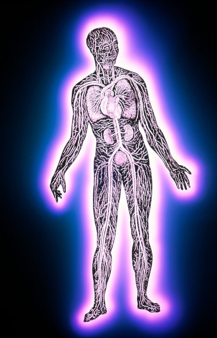 False-colour artwork of human blood circulation