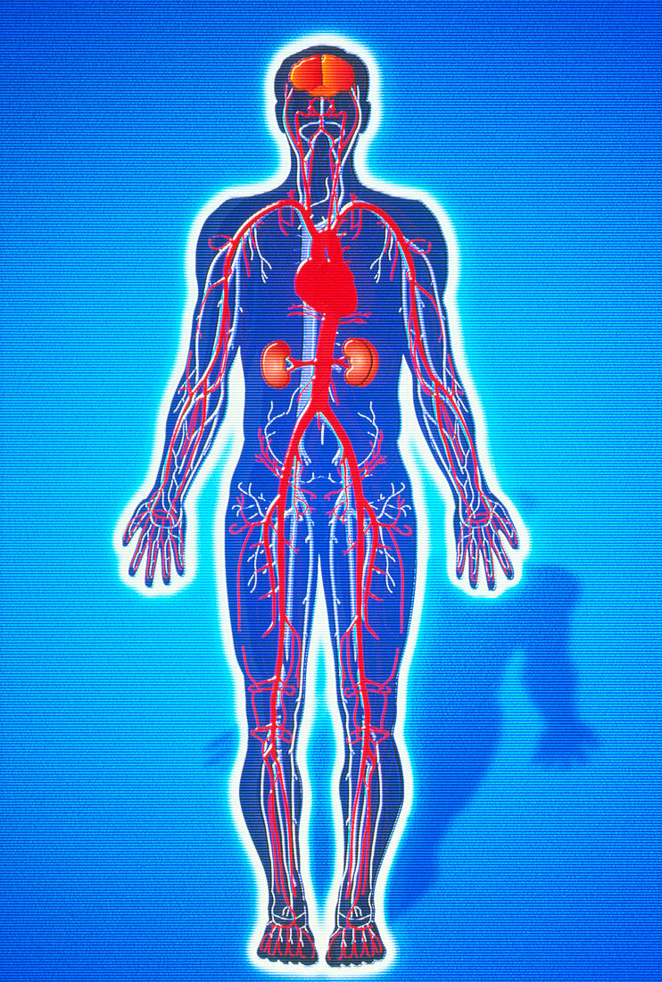 Artwork of body showing blood vessels and organs