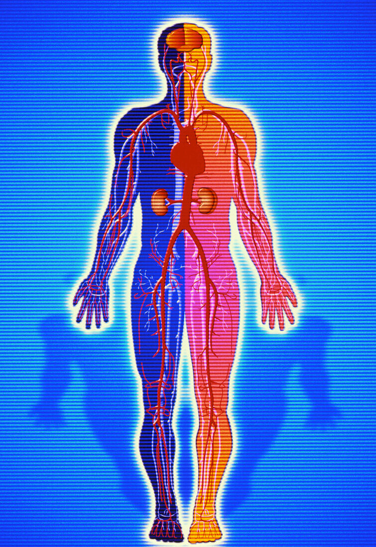 Artwork of body showing blood vessels and organs