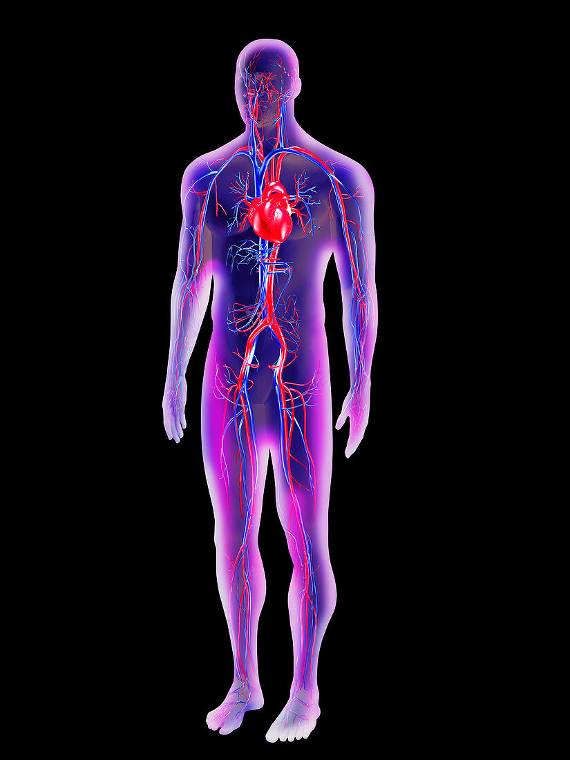 Blood circulation system