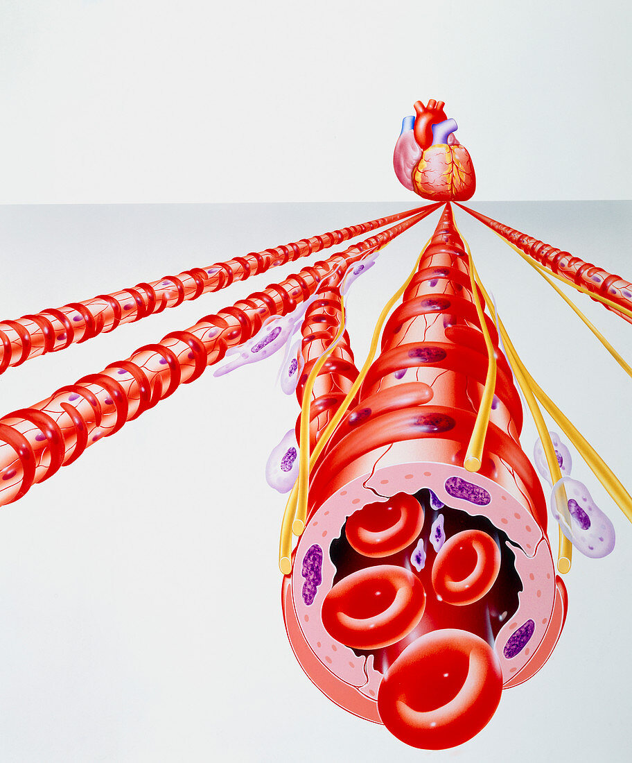 Artwork showing arterioles coming from the heart