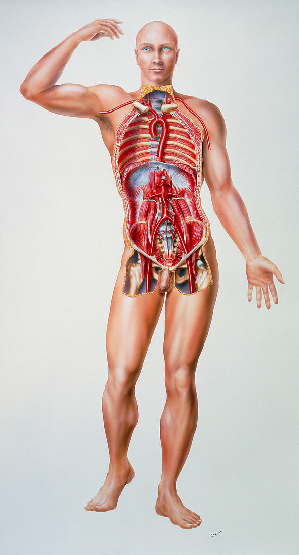 Artwork of anatomical human figure showing aorta