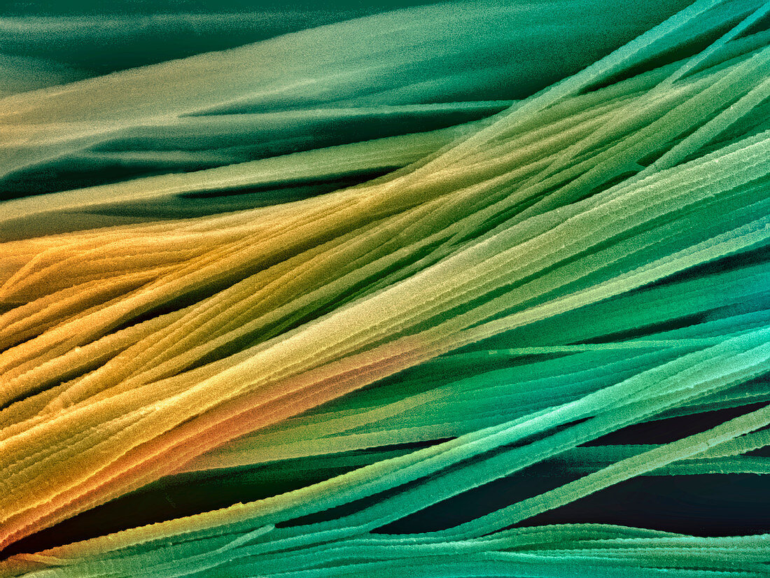 Tendon fibres,SEM