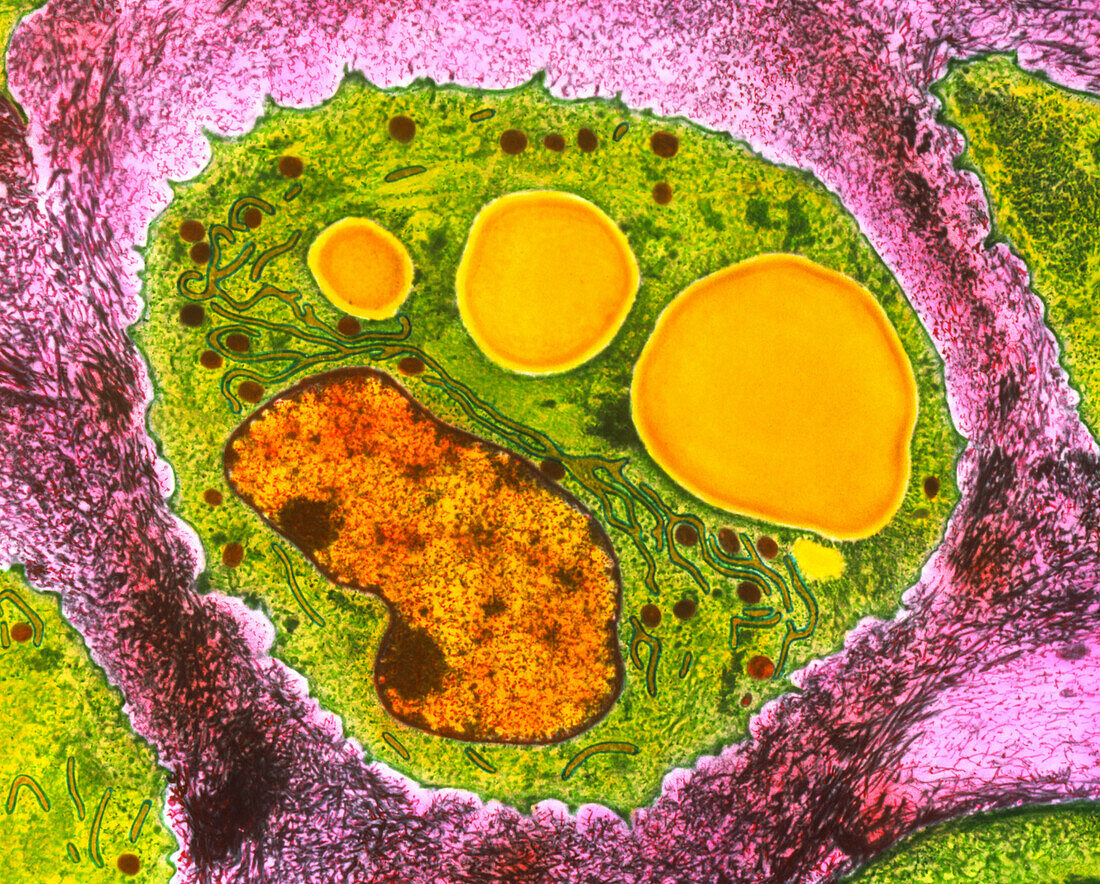 Coloured TEM of section through a chondrocyte cell