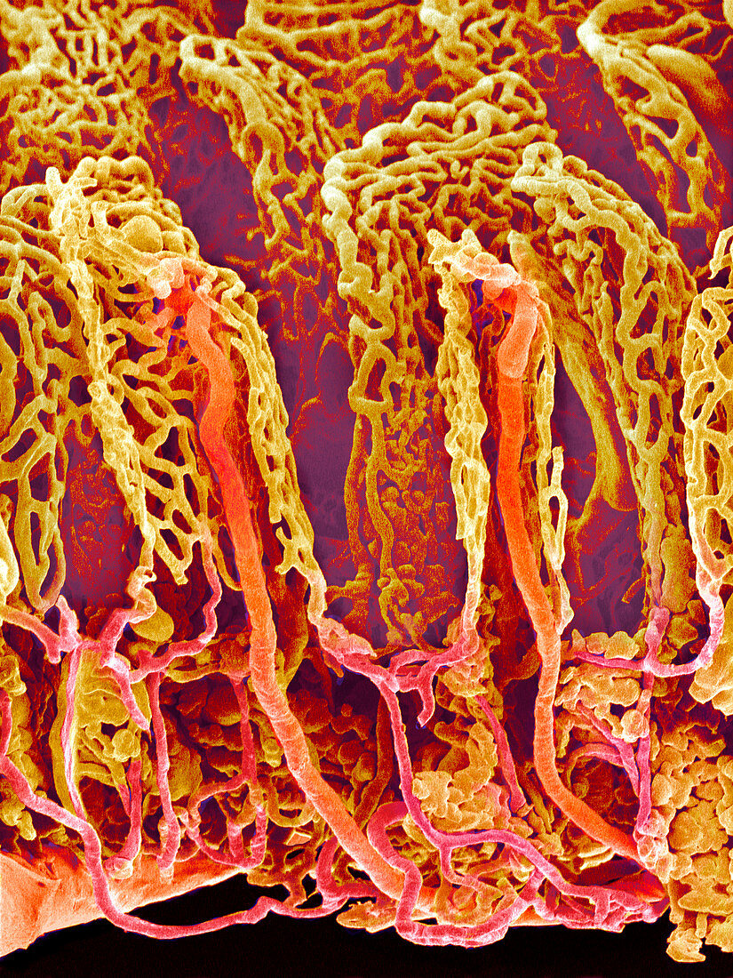 Small intestine blood vessels,SEM