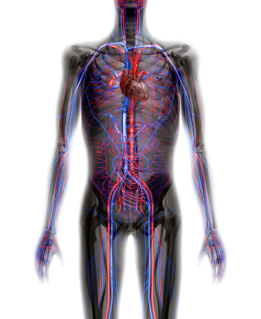 Cardiovascular system,computer artwork