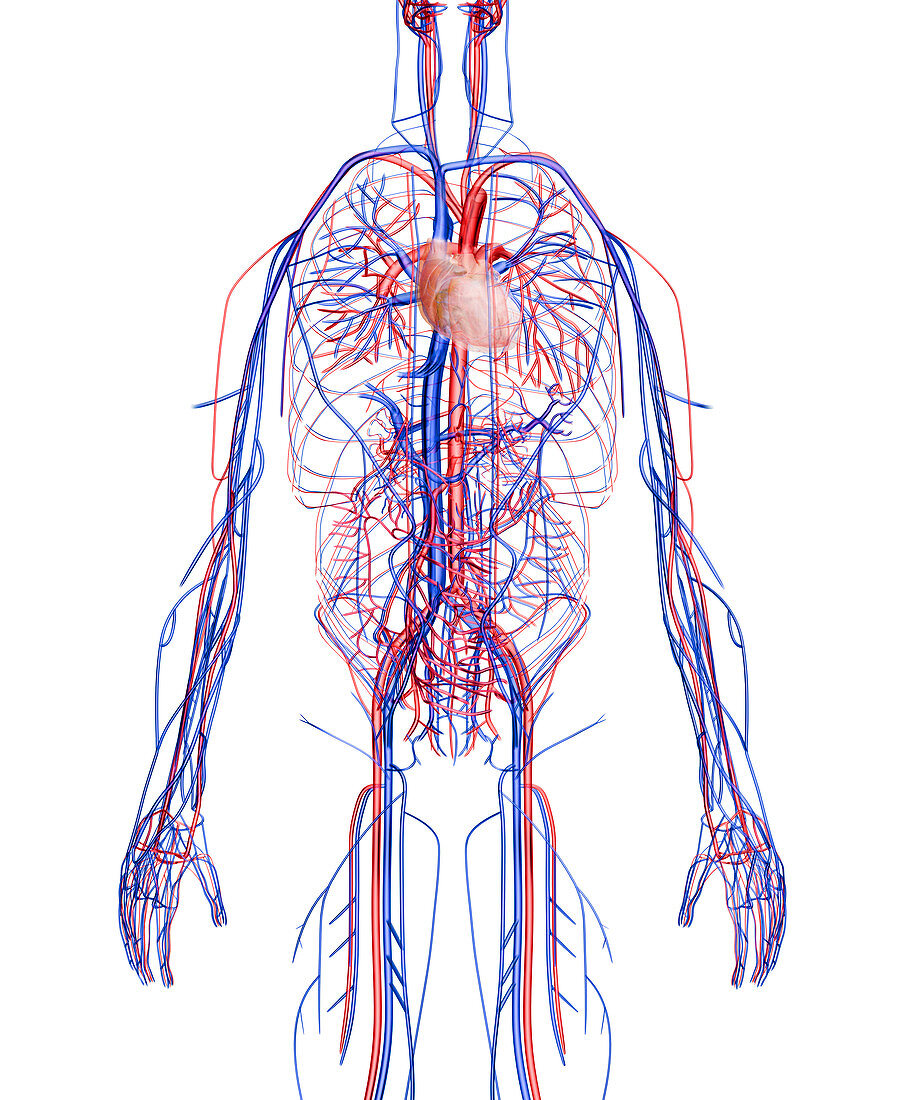 Cardiovascular system,computer artwork