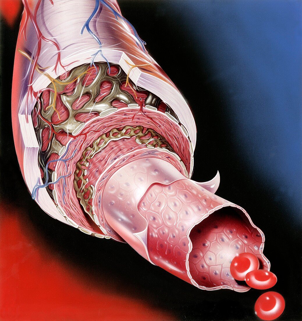 Artery anatomy,artwork